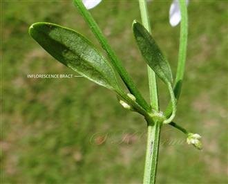 Inflorescence bracts